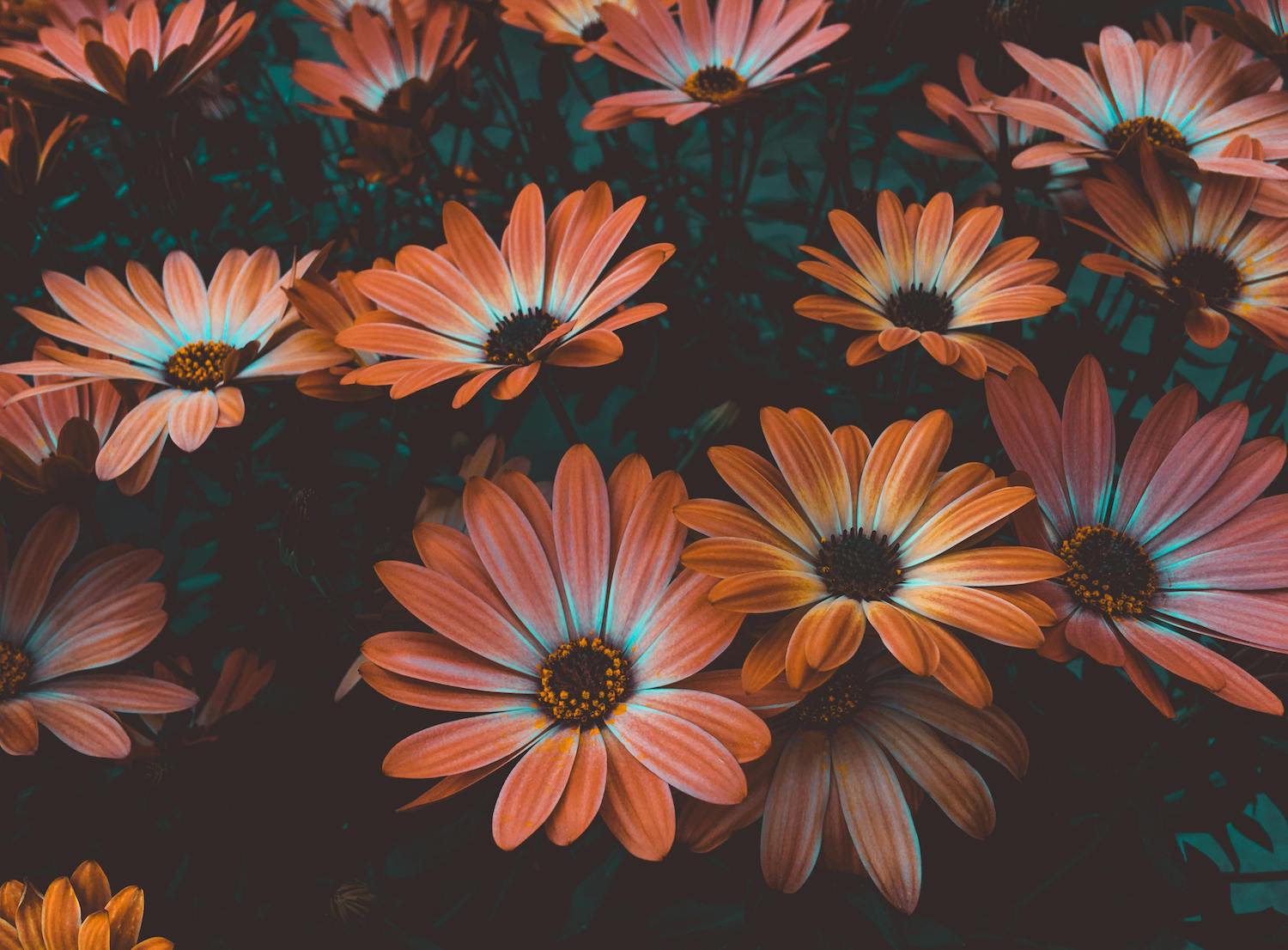 Les bienfaits des plantes adaptogènes sur le stress et l’anxiété